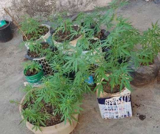 SERRINHA - Homem é flagrado com cultivo de maconha no quintal de casa