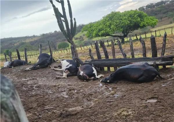 RAIO MATA SETE CABEÇAS DE GADO NA REGIÃO DE JACOBINA