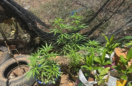 SANTA BARBARA - Dezenas de pés de maconha são encontrados na zona rural 