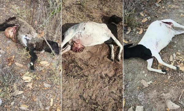 BARROCAS - Ataque de cães deixa ovelhas mortas e várias feridas no povoado do Rosário