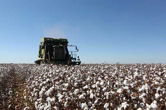  Oito cidades baianas aparecem entre as 100 mais ricas do agronegócio no Brasil