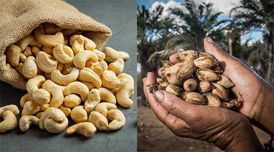 Bahia lidera mercado de licuri e castanha-de-caju com destaque para Cansanção, Tucano, Monte Santo e Euclides da Cunha, segundo IBGE