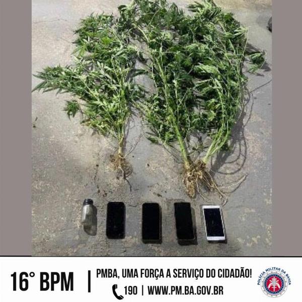 Polícia descobre pequena plantação de Maconha em Conceição do Coité