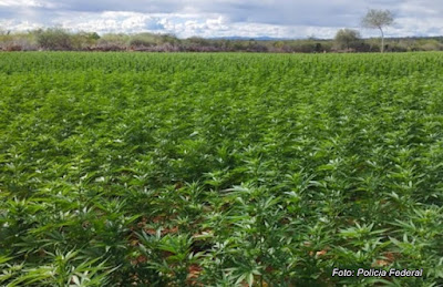 Supremo fixa 40g de maconha para diferenciar usuário de traficante