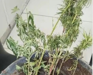 Polícia apreende plantação de maconha próximo a açude em Serrinha