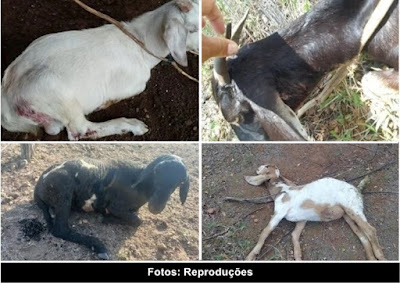 SERRA PRETA - Criadores de ovinos vivem momentos de terror com constantes ataques de cães