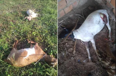 BARROCAS - Cães matam ovelhas em Lagoa Redonda, agricultor lamenta “as últimas que eu tinha”